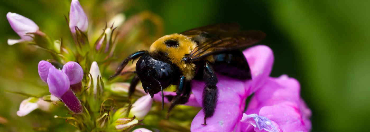 staff-1400x500_bee.jpg