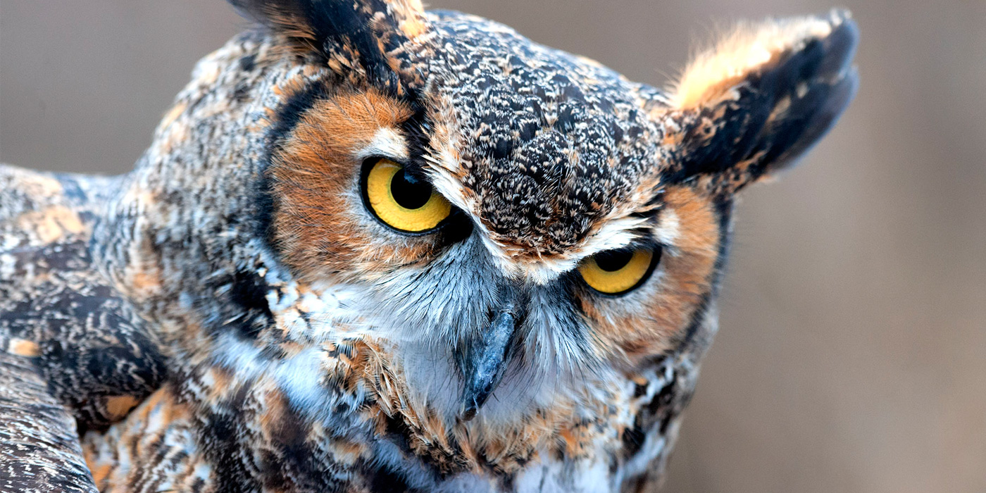 Horned_Owl.jpg